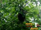 Bienenschwarm im Baum